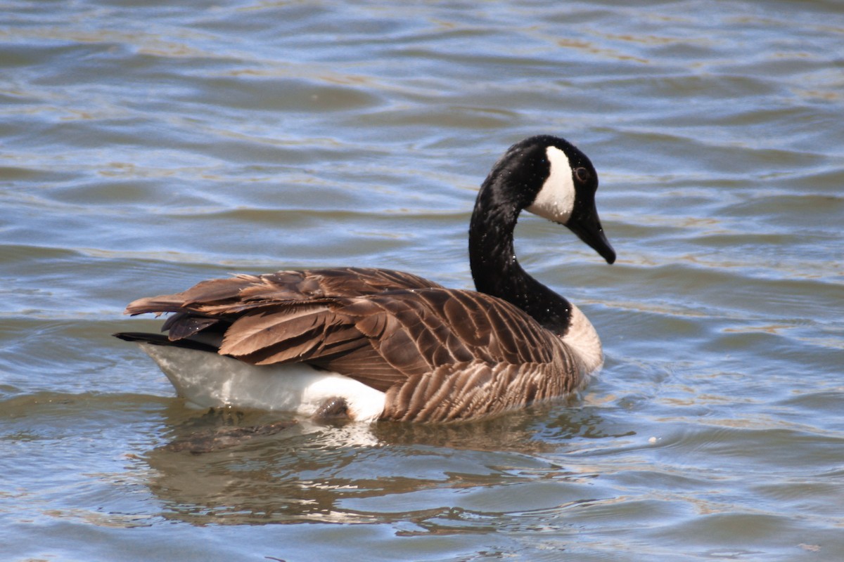 Canada Goose - ML616399262