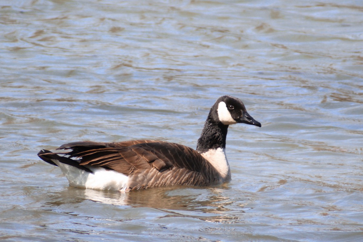 Cackling/Canada Goose - ML616399276