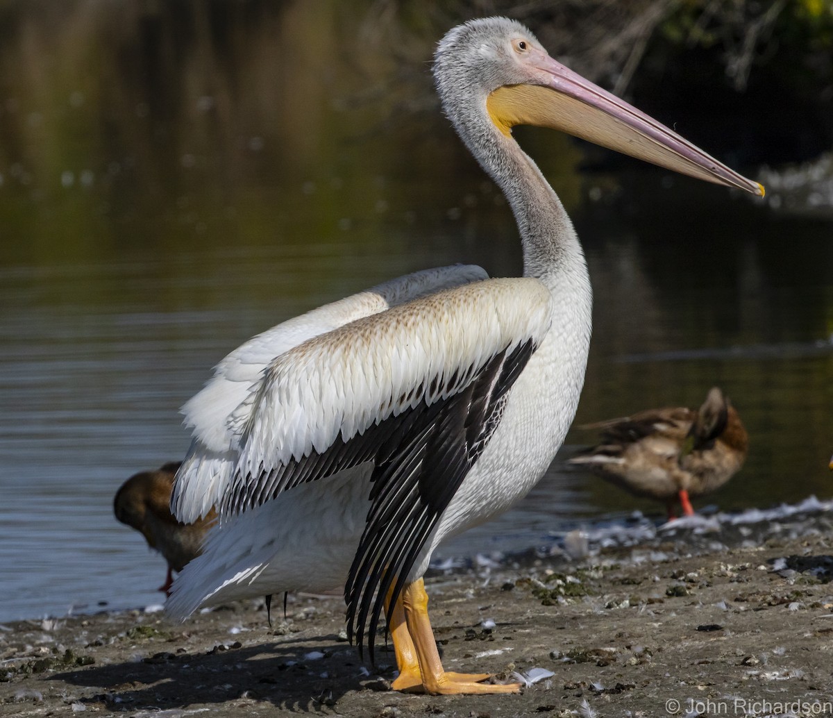 American White Pelican - John Richardson