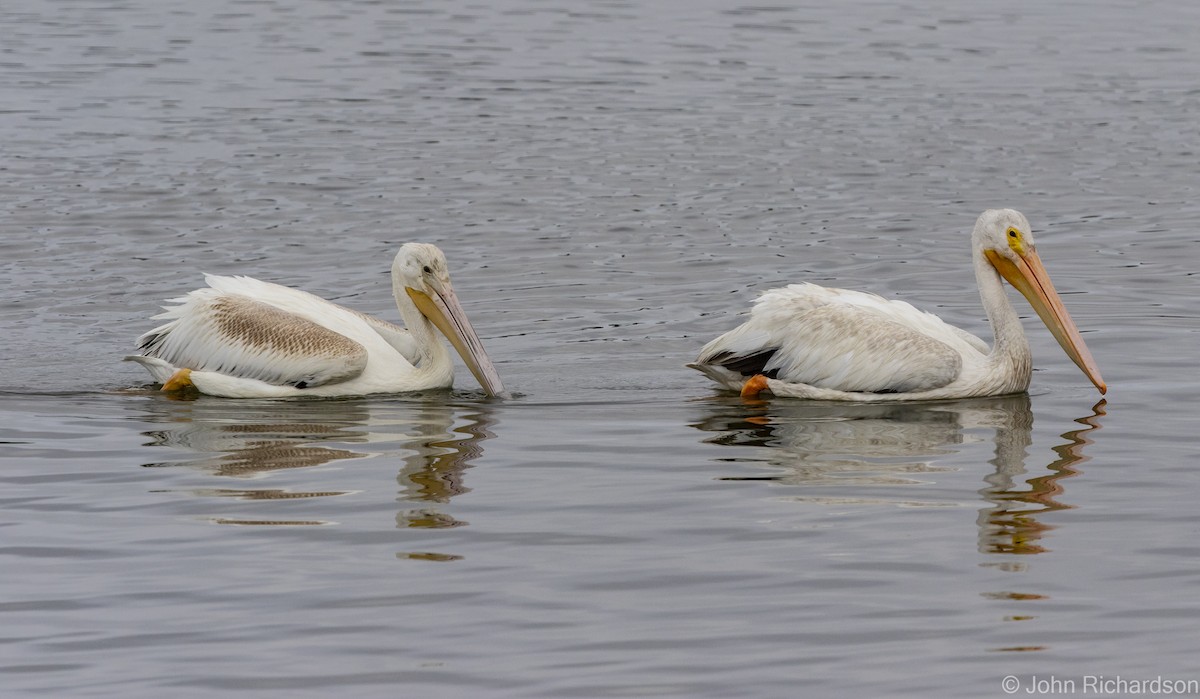 American White Pelican - John Richardson