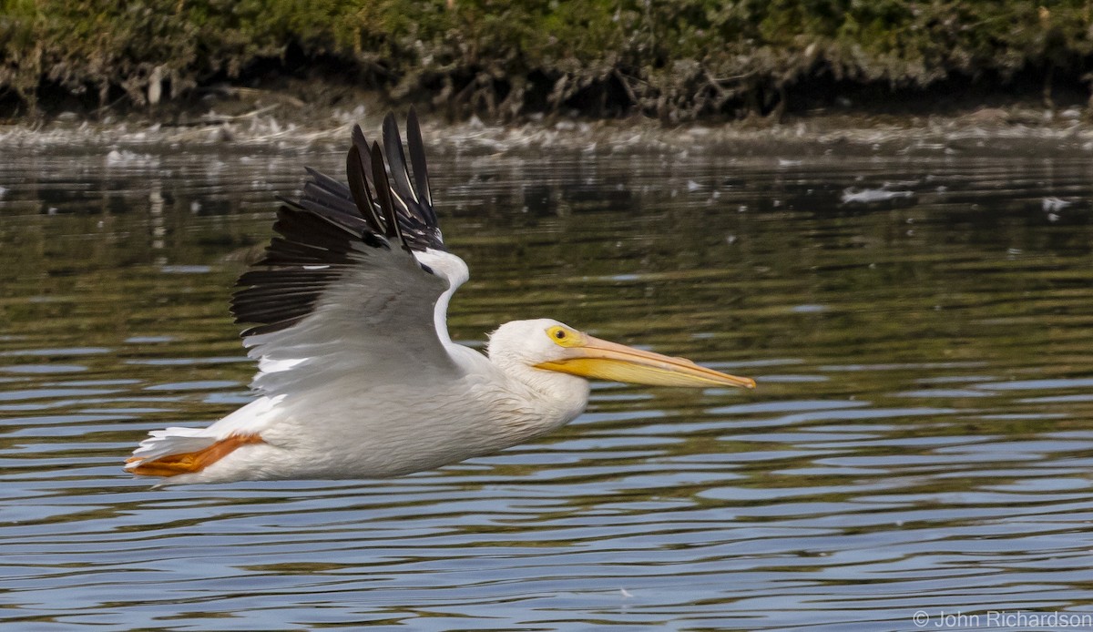 American White Pelican - John Richardson