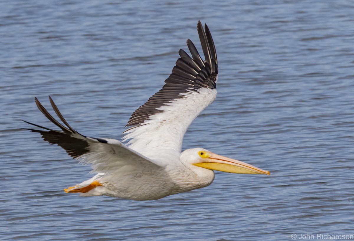 pelikán severoamerický - ML616399304