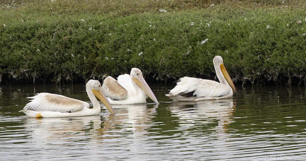 pelikán severoamerický - ML616399306