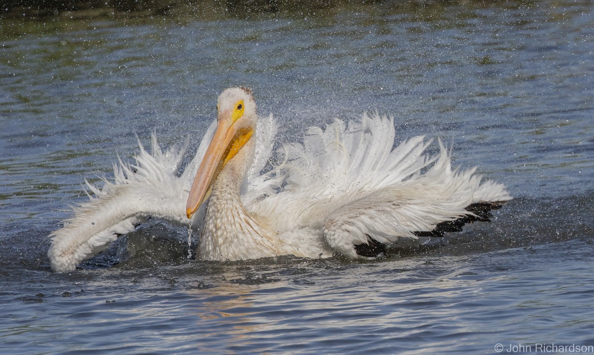 pelikán severoamerický - ML616399307