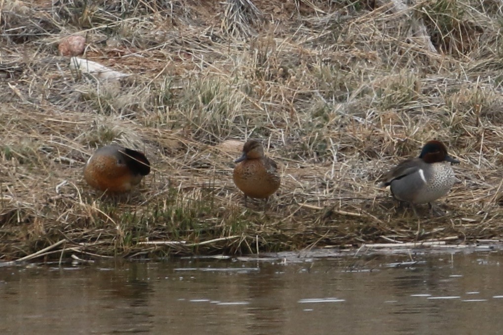 Green-winged Teal - ML616399308