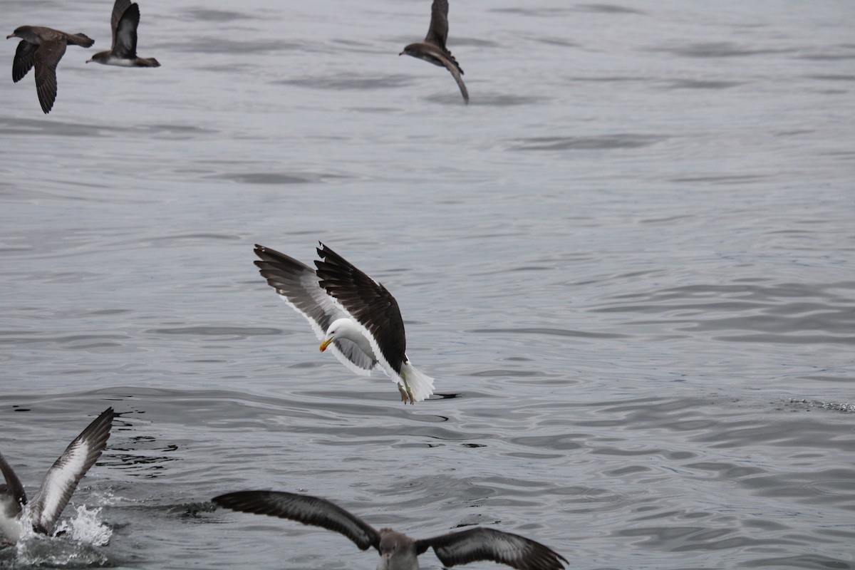 Kelp Gull - ML616399312