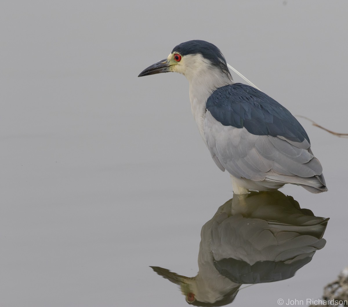 Black-crowned Night Heron - ML616399320