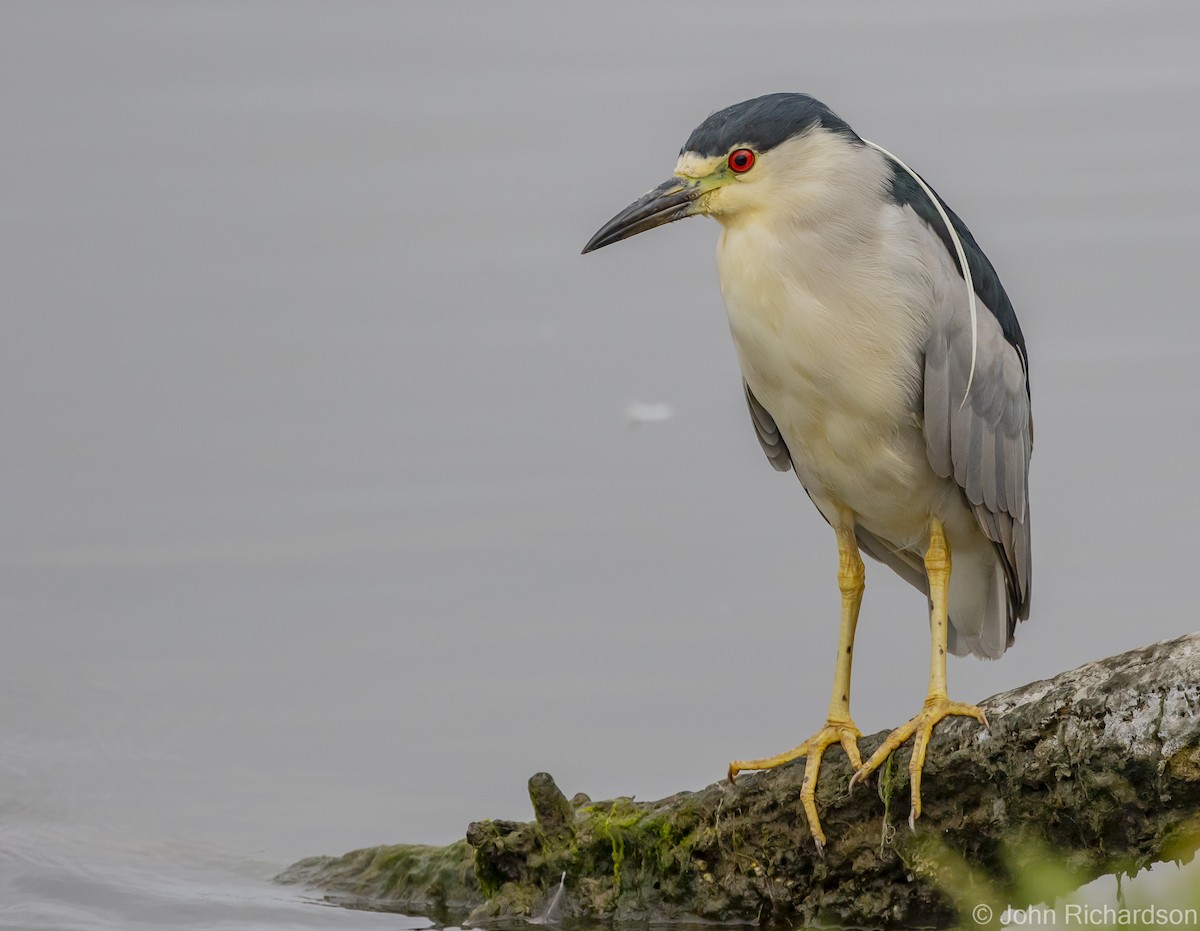 Black-crowned Night Heron - ML616399324