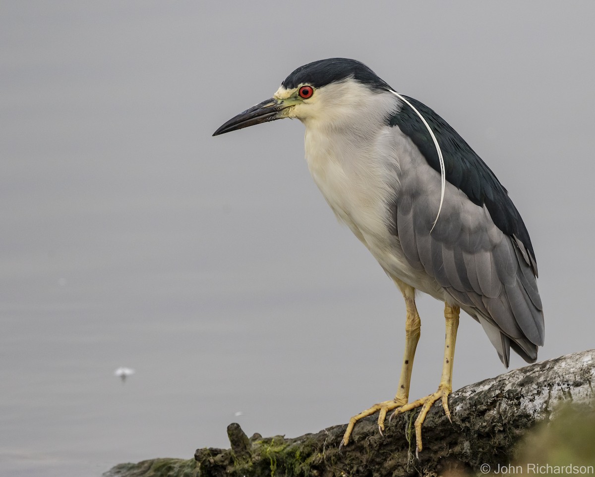 Black-crowned Night Heron - ML616399325