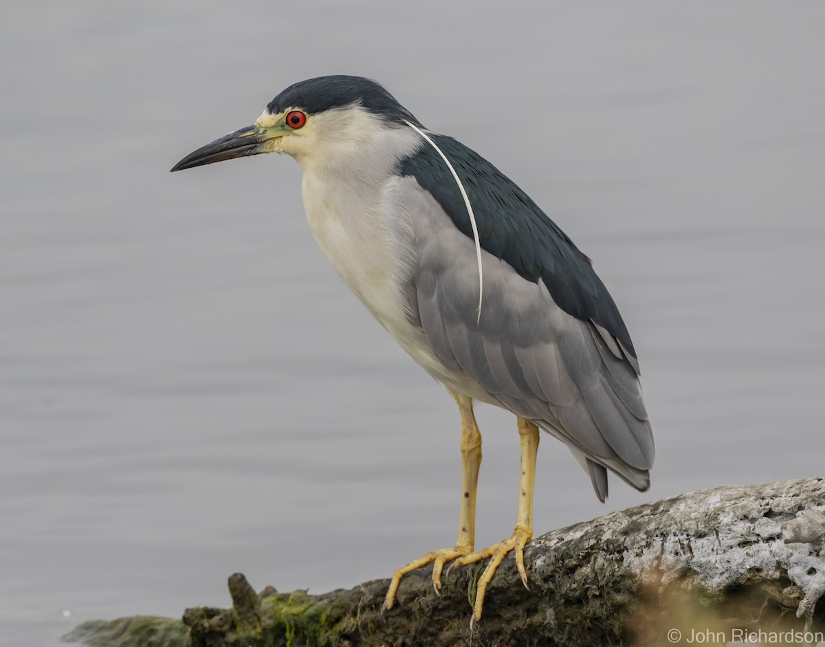 Black-crowned Night Heron - John Richardson