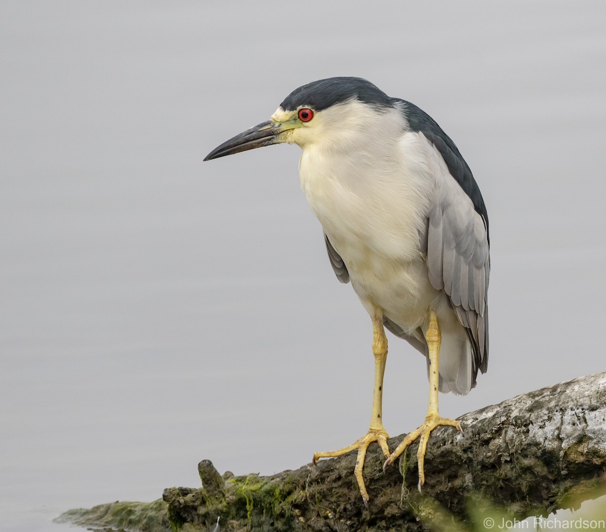 Black-crowned Night Heron - John Richardson