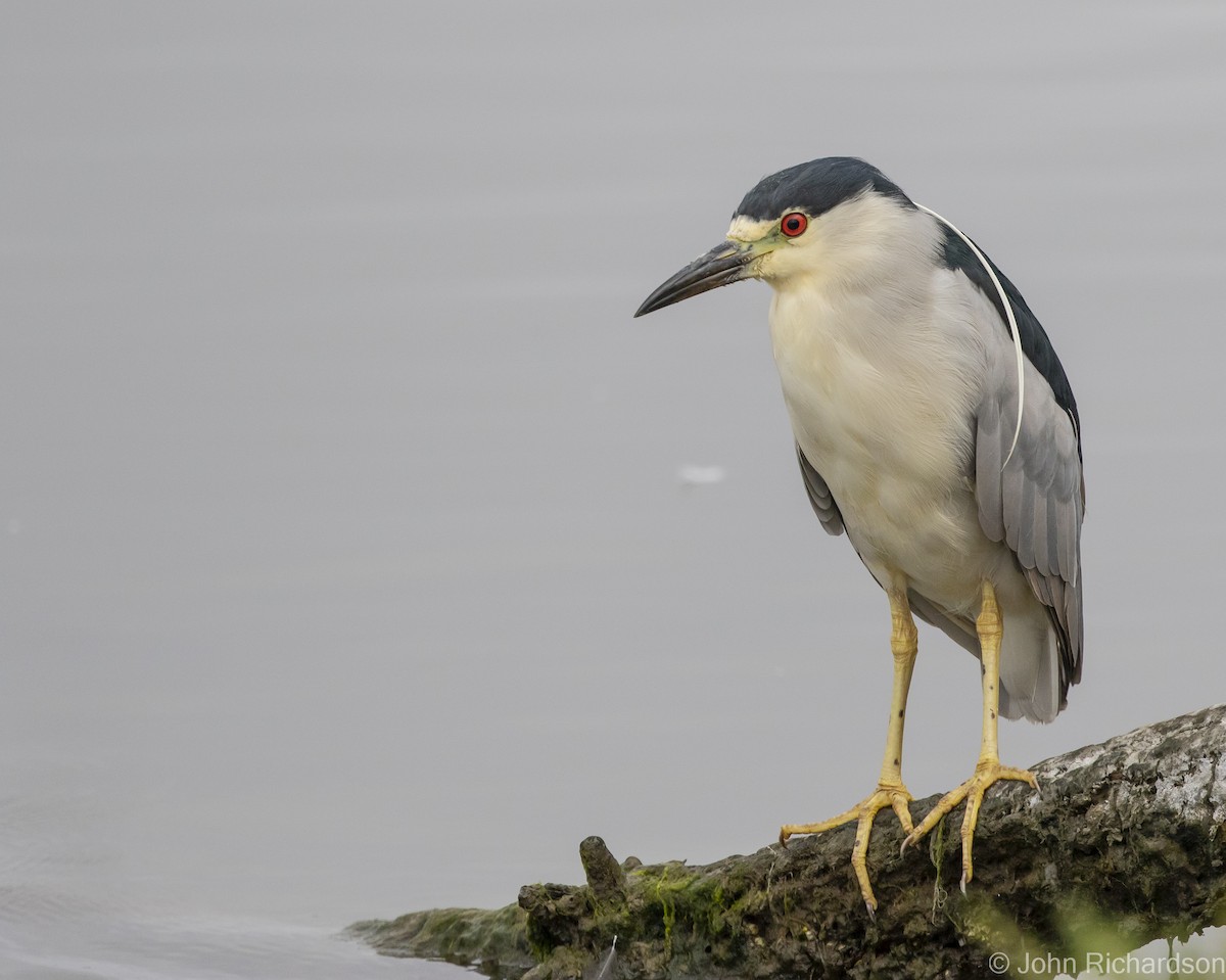 Black-crowned Night Heron - ML616399330