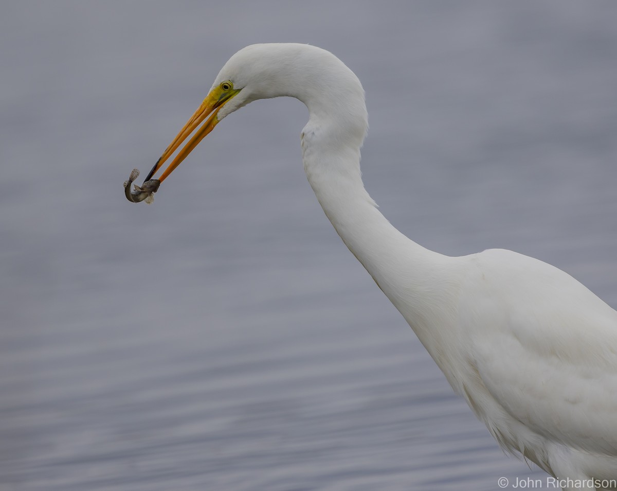 Great Egret - John Richardson