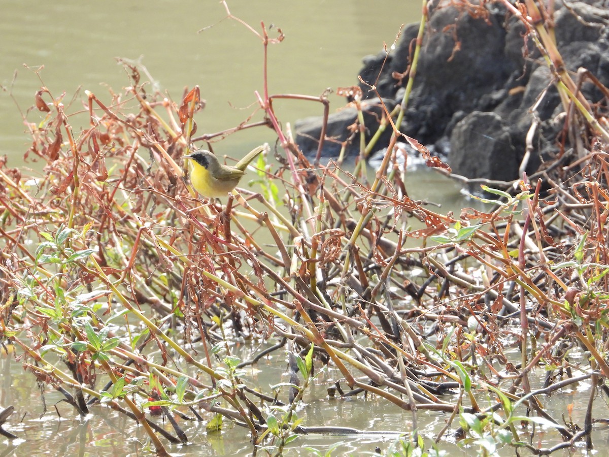 Common Yellowthroat - Aura Orozco (Mexihca-Aves Birding) 🦩