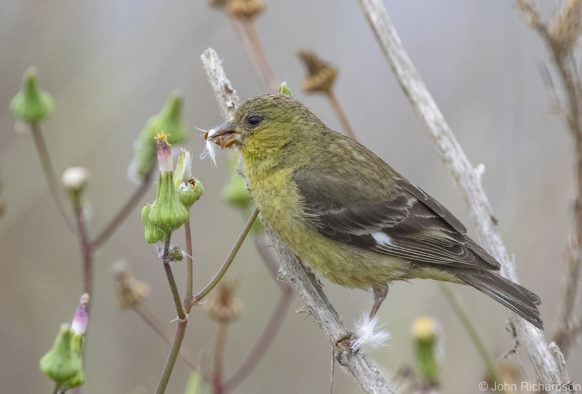 Lesser Goldfinch - ML616399353