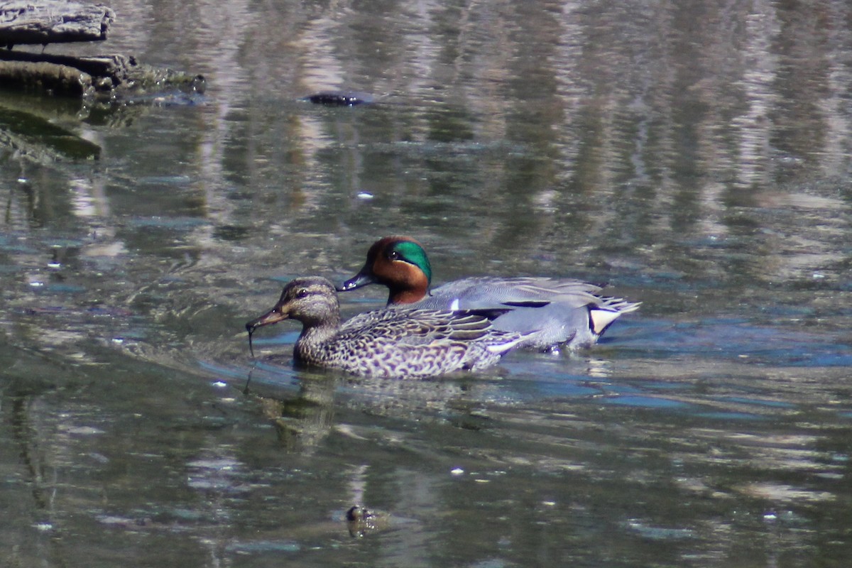 Green-winged Teal - ML616399357