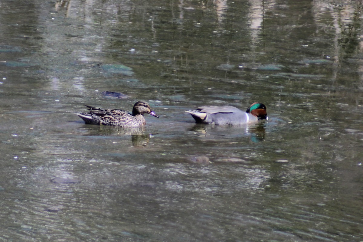 Green-winged Teal - ML616399358