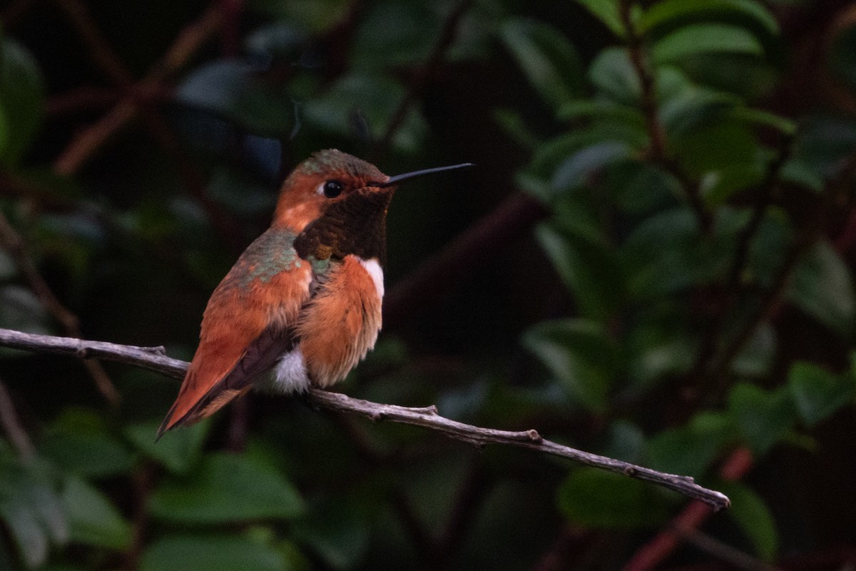 Rufous/Allen's Hummingbird - ML616399387