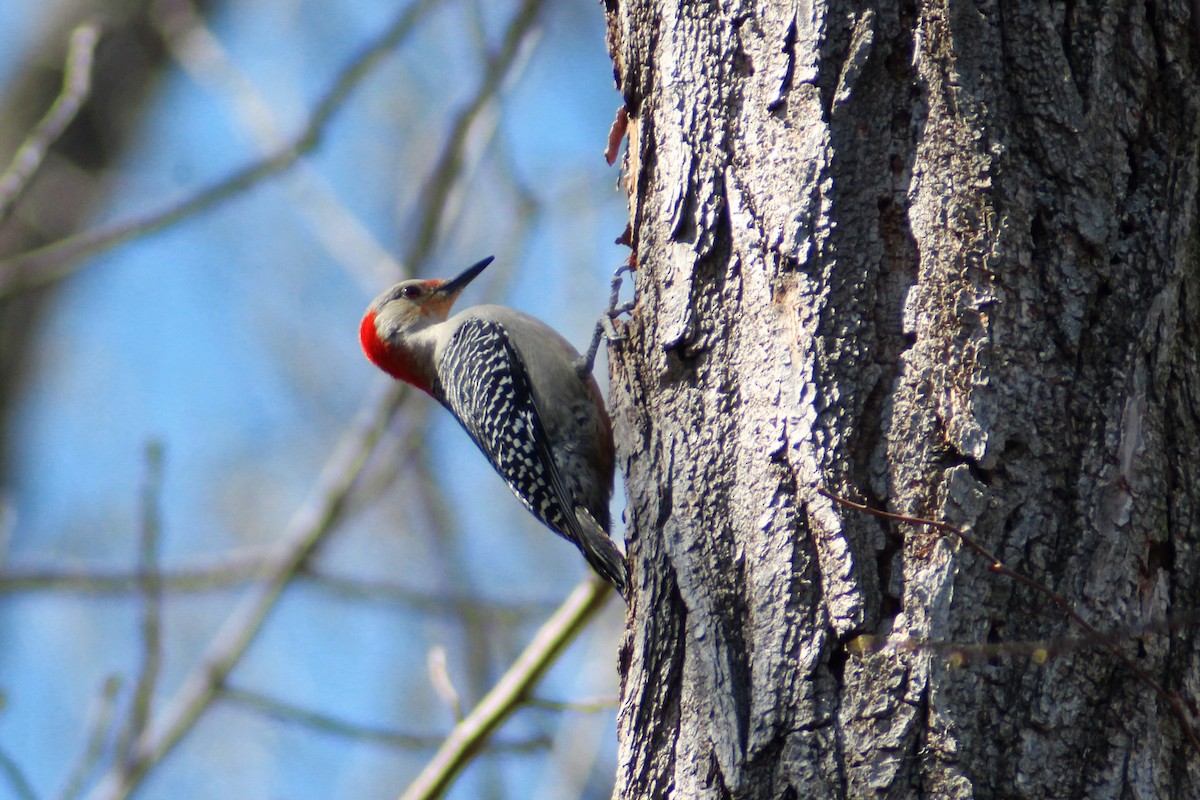 Red-bellied Woodpecker - Rowan Little