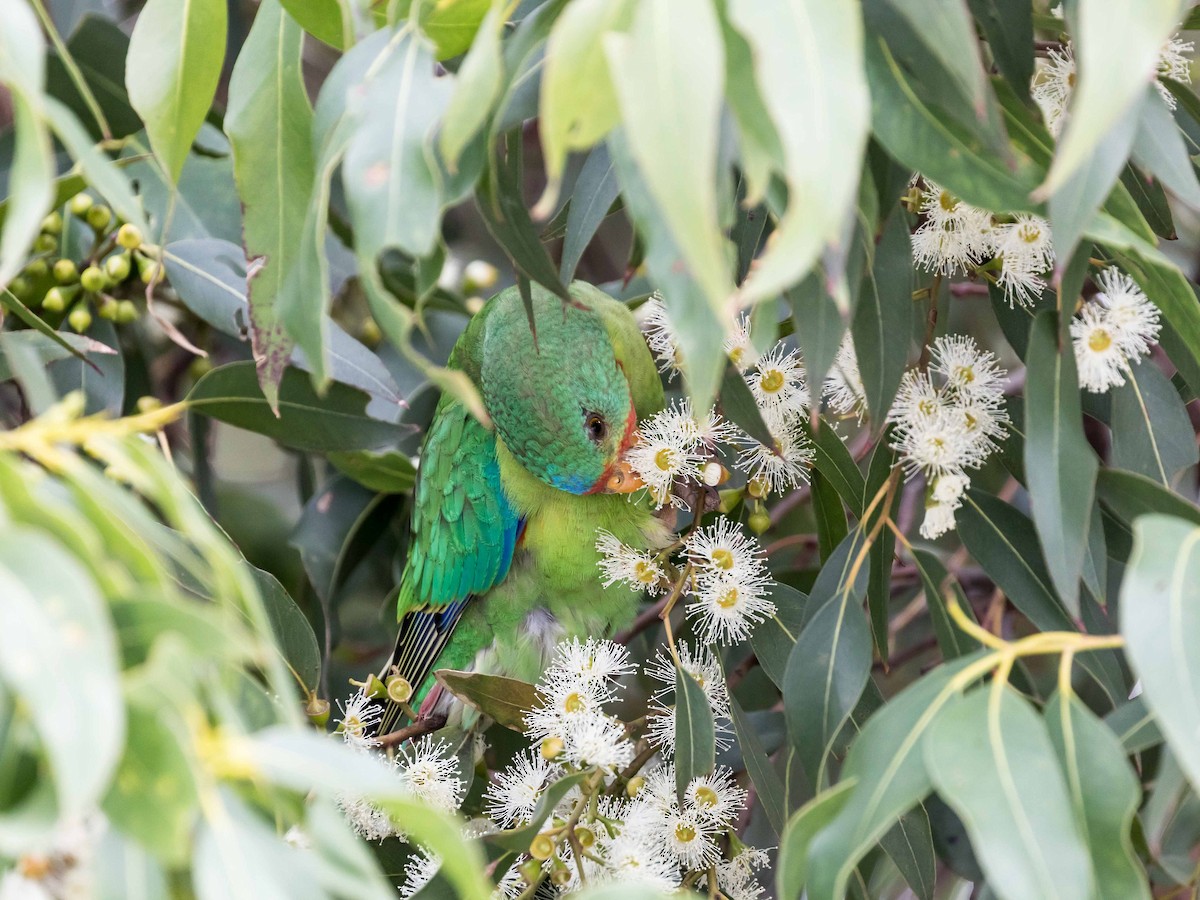 Swift Parrot - ML616399417