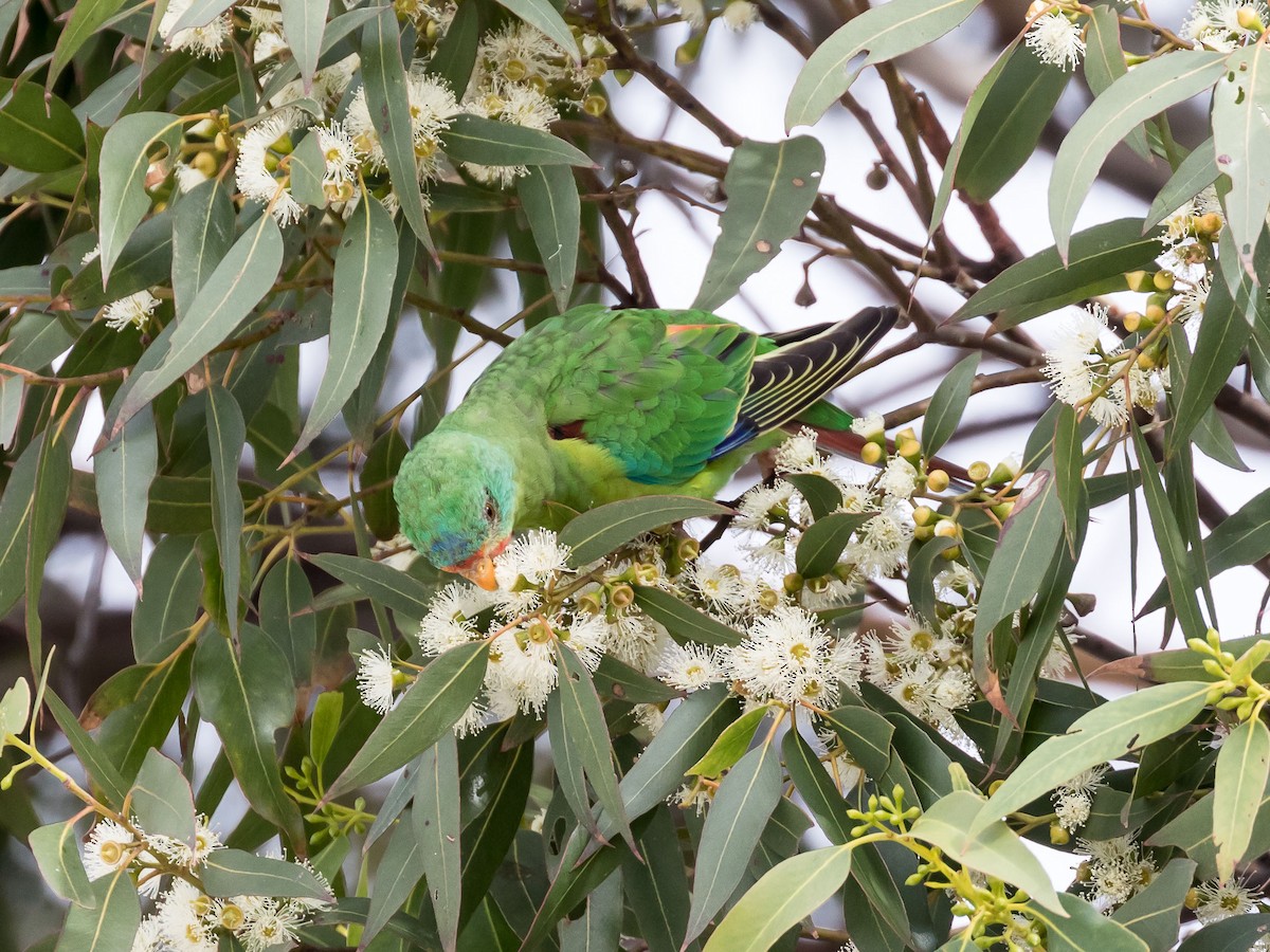 Swift Parrot - ML616399418