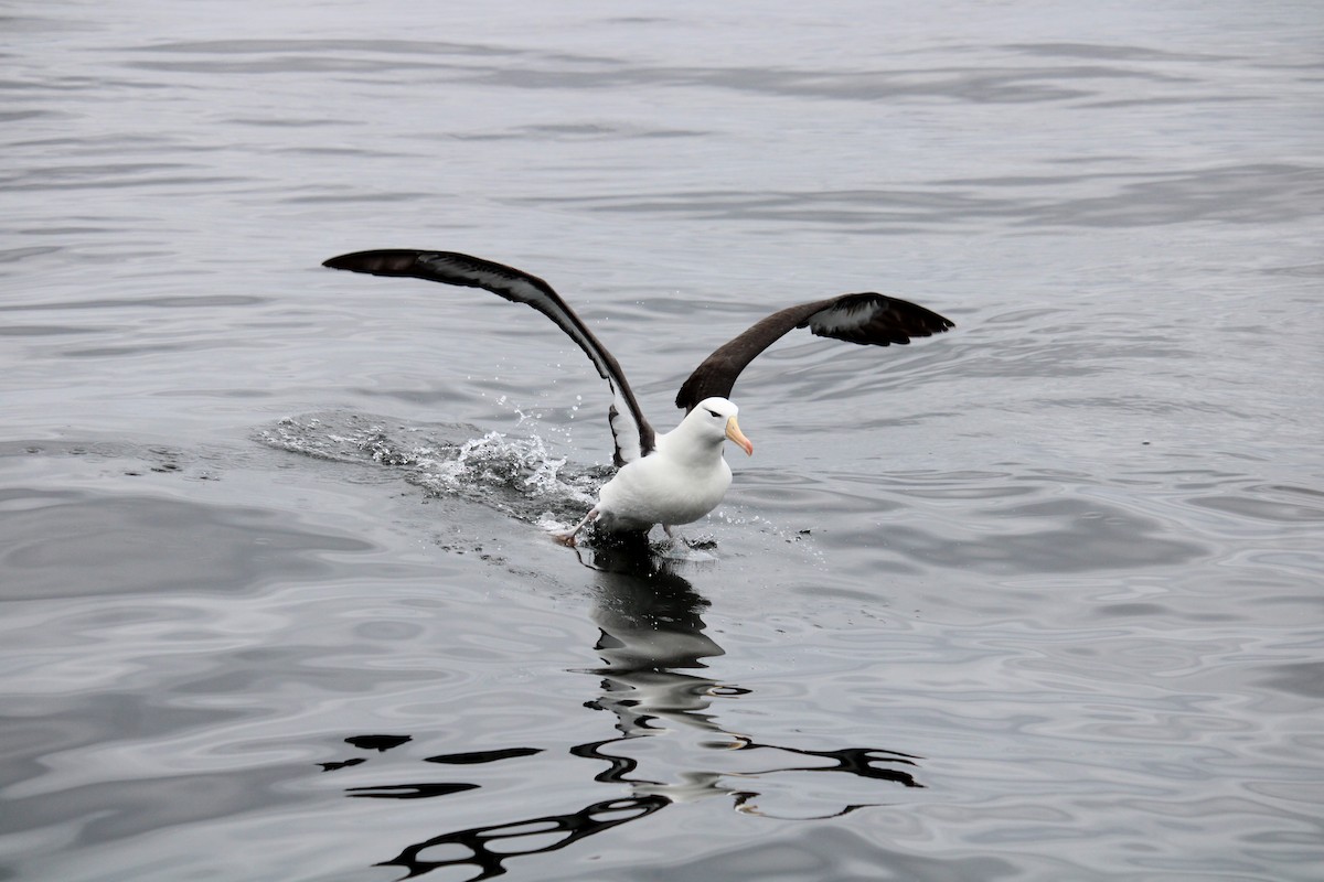 Black-browed Albatross - ML616399441