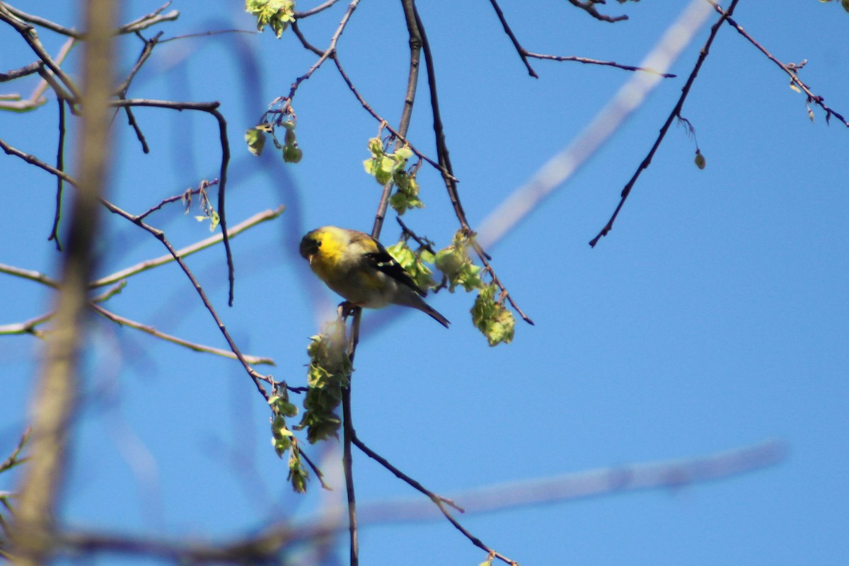 American Goldfinch - ML616399456