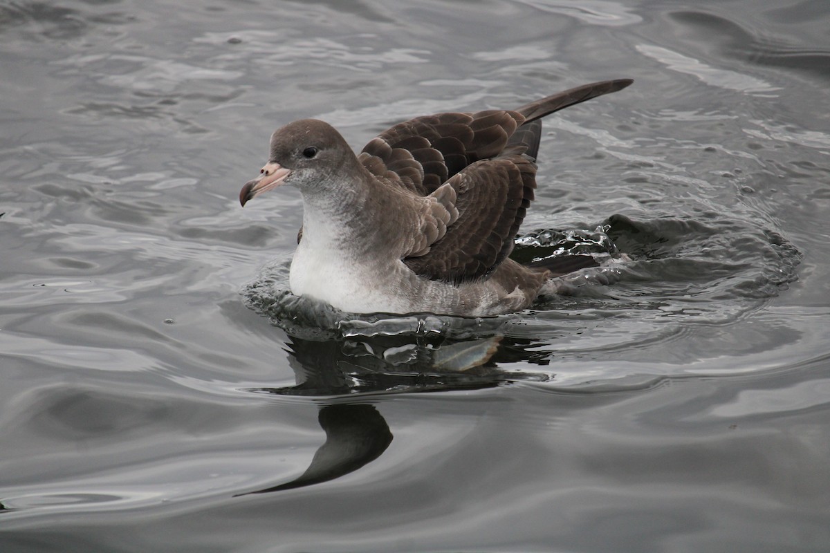Pink-footed Shearwater - ML616399457