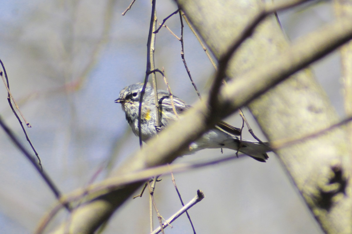 Yellow-rumped Warbler - ML616399481