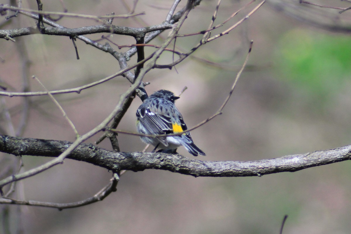 Yellow-rumped Warbler - ML616399483