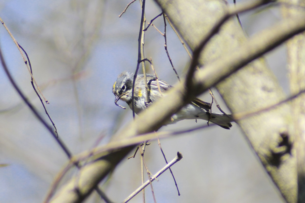 Yellow-rumped Warbler - ML616399484