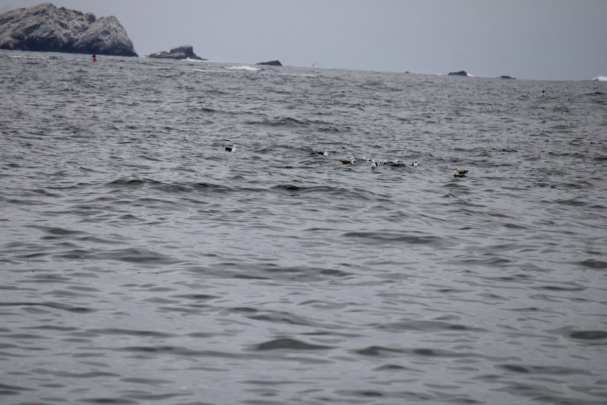 Peruvian Booby - ML616399530