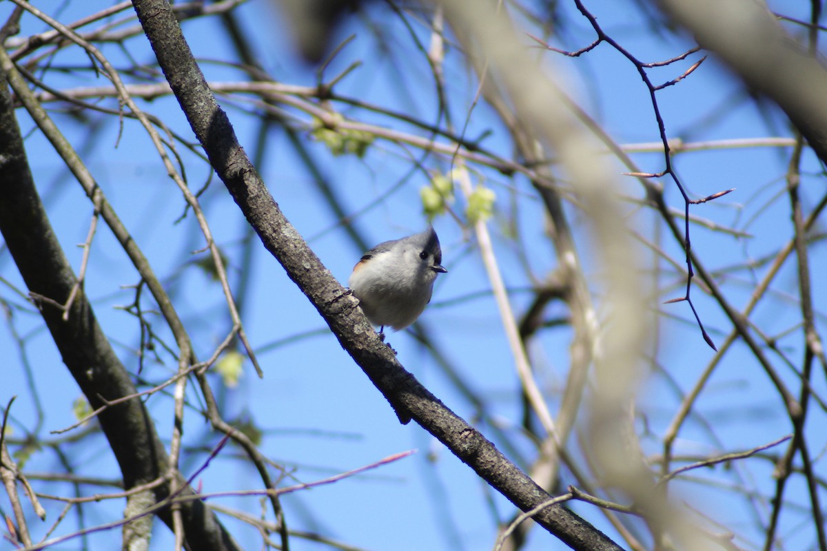 Tufted Titmouse - ML616399538