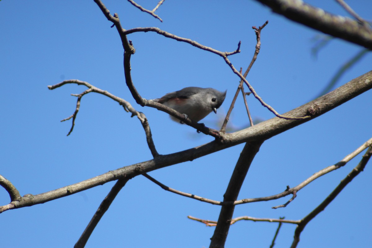 Tufted Titmouse - ML616399540