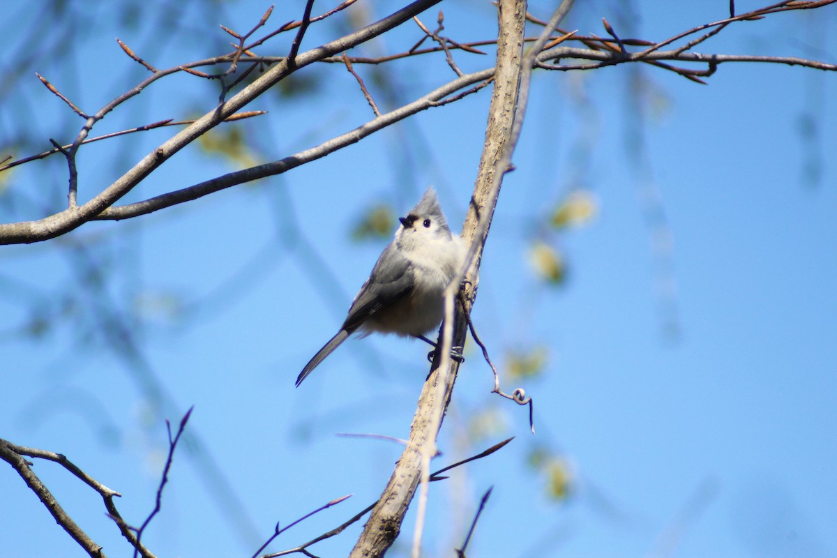 Tufted Titmouse - ML616399542