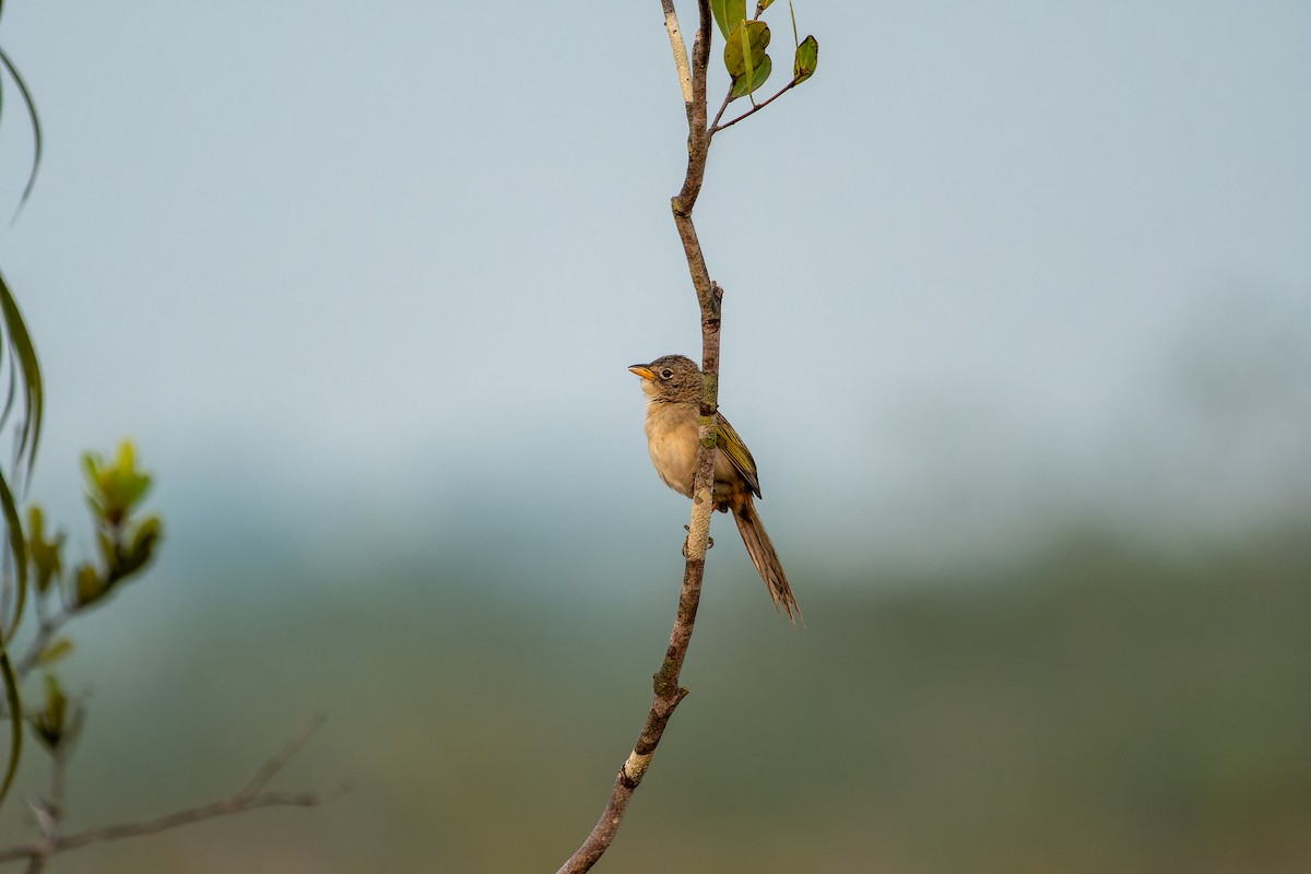 Wedge-tailed Grass-Finch - Alejandro  Carvajal Rico