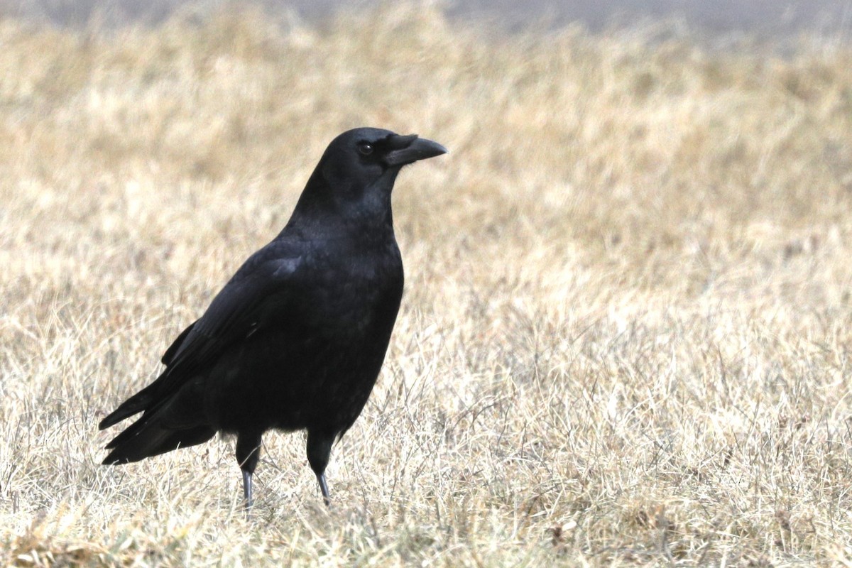 Common Raven - ML616399620