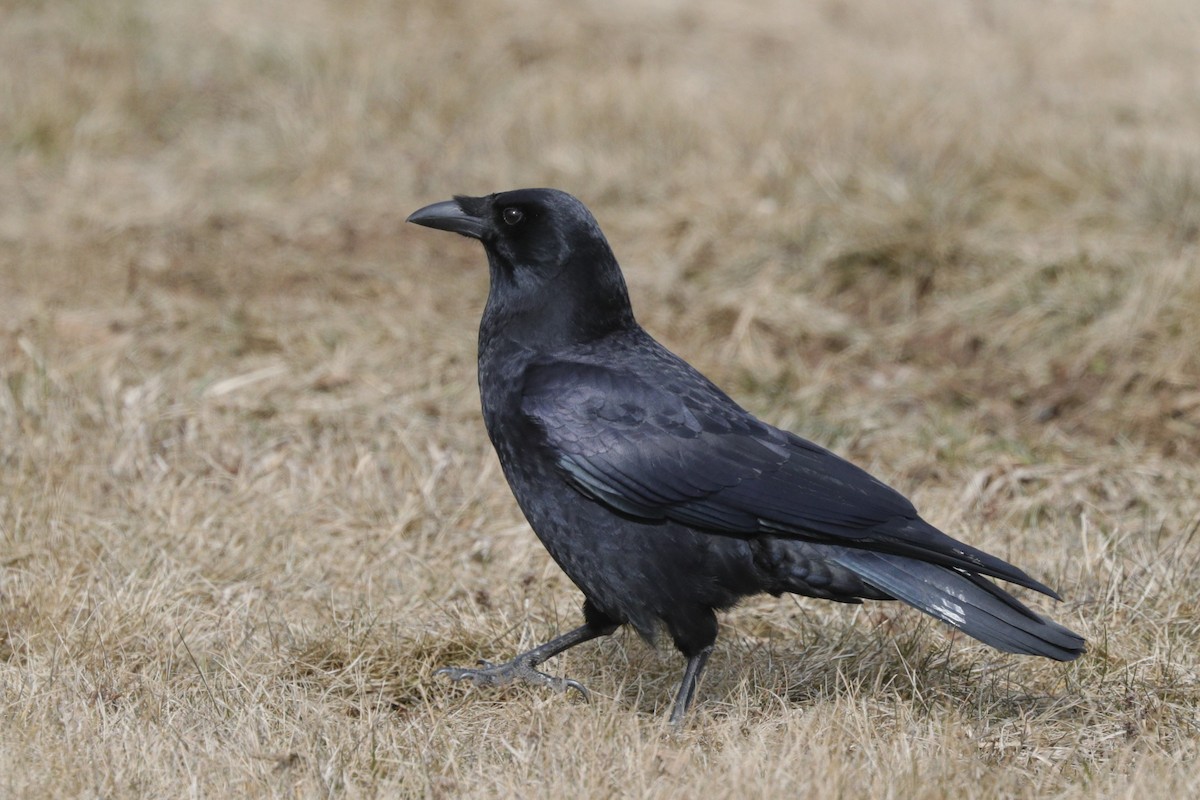 Common Raven - ML616399621