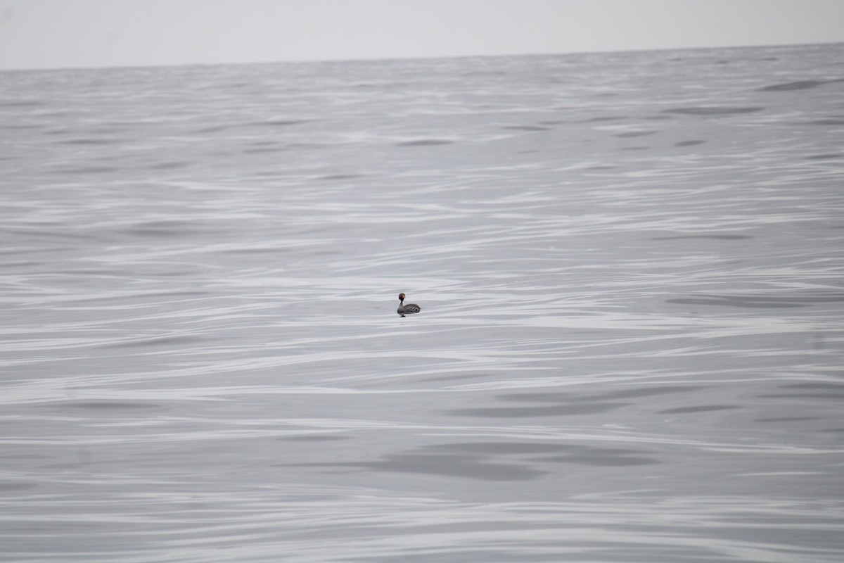 Red-legged Cormorant - Armando Aranela