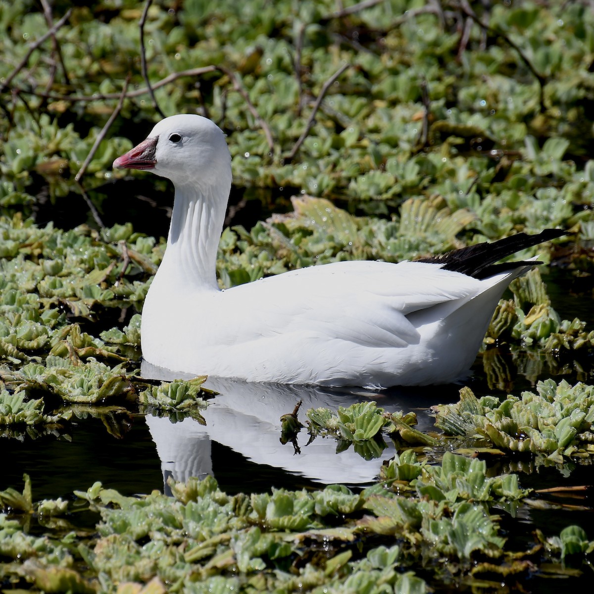 Ross's Goose - Paul Clarke