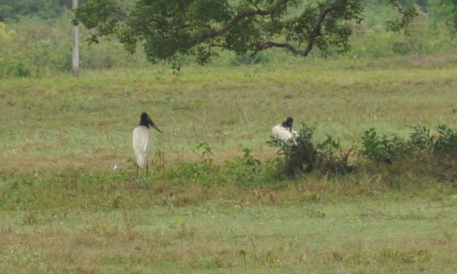 Jabiru d'Amérique - ML616399672