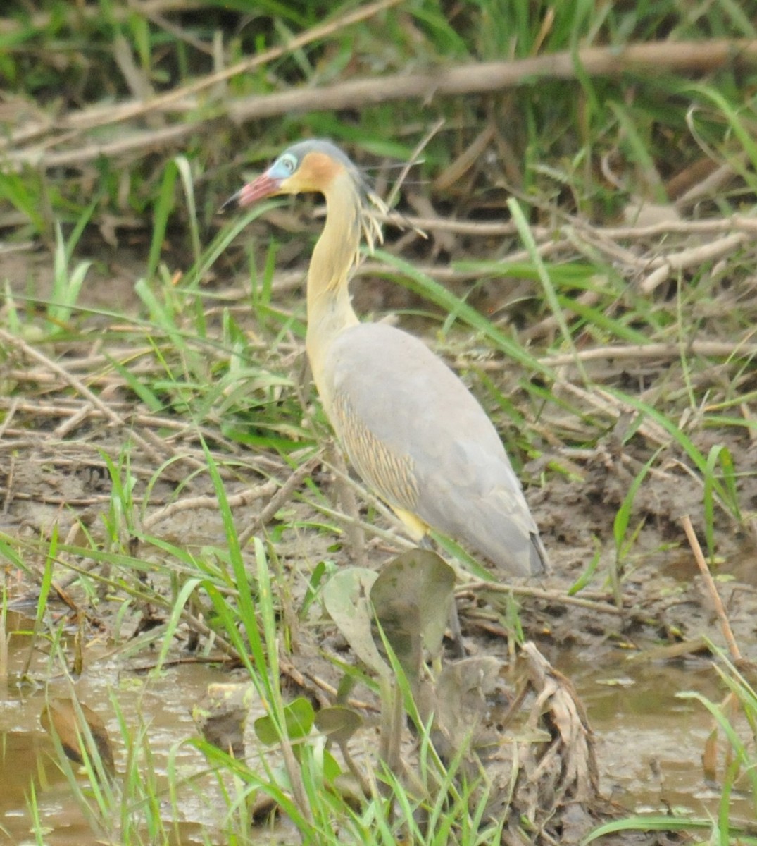 Whistling Heron - ML616399683