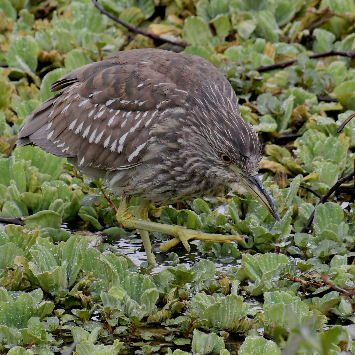 Black-crowned Night Heron - Paul Clarke