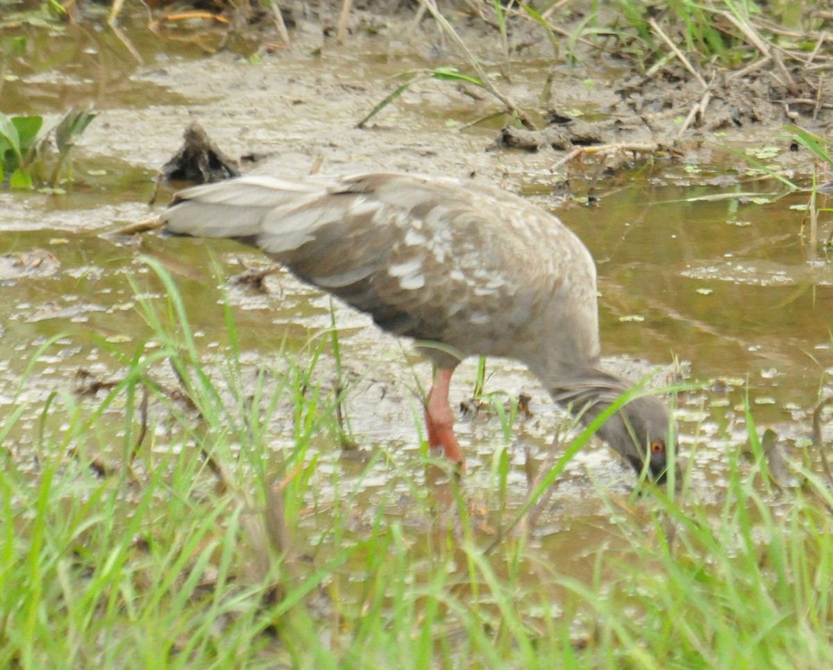 ibis běločelý - ML616399687