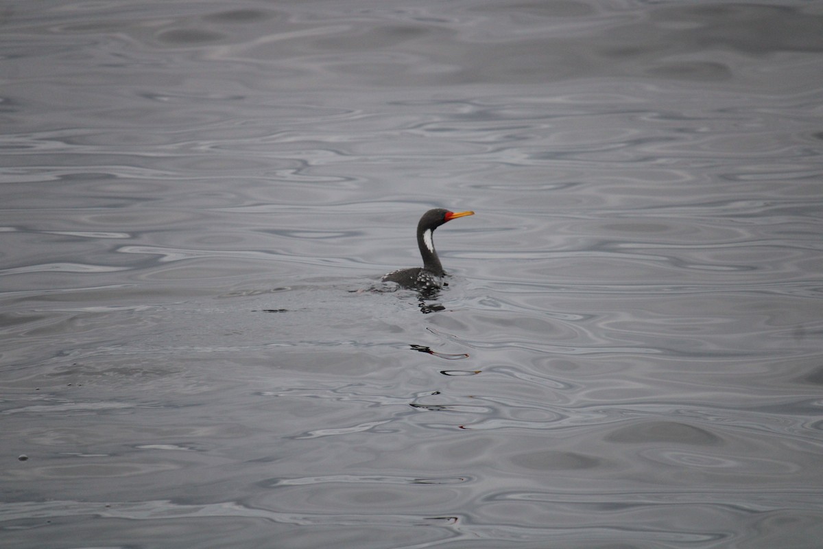 Cormoran de Gaimard - ML616399688