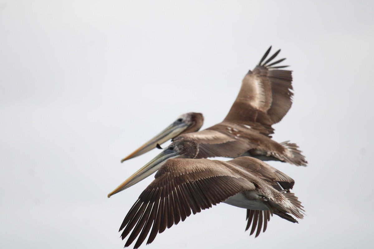 Peruvian Pelican - ML616399715