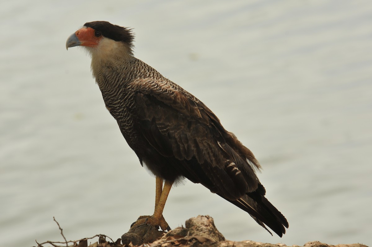 Caracara huppé (plancus) - ML616399727