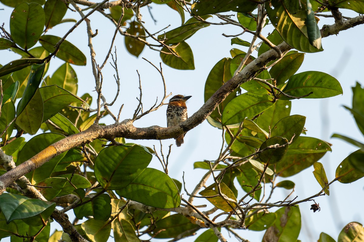 Spotted Puffbird - ML616399728