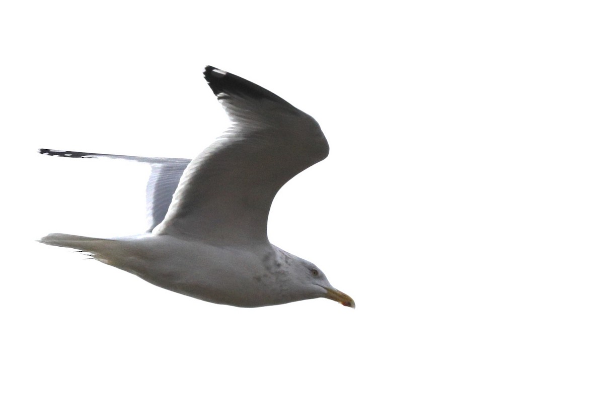 Herring Gull - ML616399736