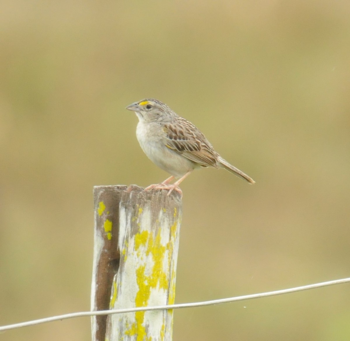 Grassland Sparrow - ML616399740